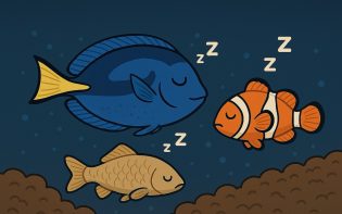 ¿Cómo duermen los peces?